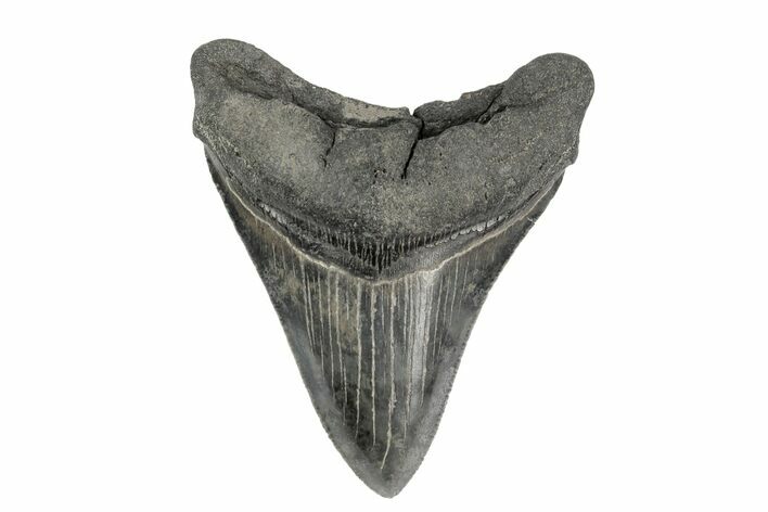 Fossil Megalodon Tooth - South Carolina #168177
